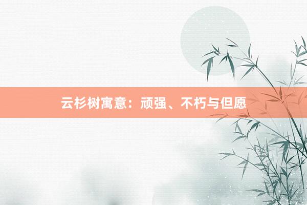 云杉树寓意：顽强、不朽与但愿